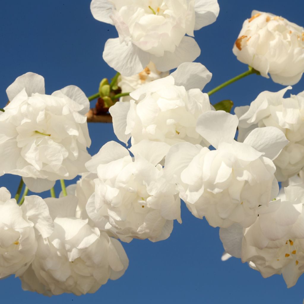 Cerezo de flor doble - Prunus avium Plena