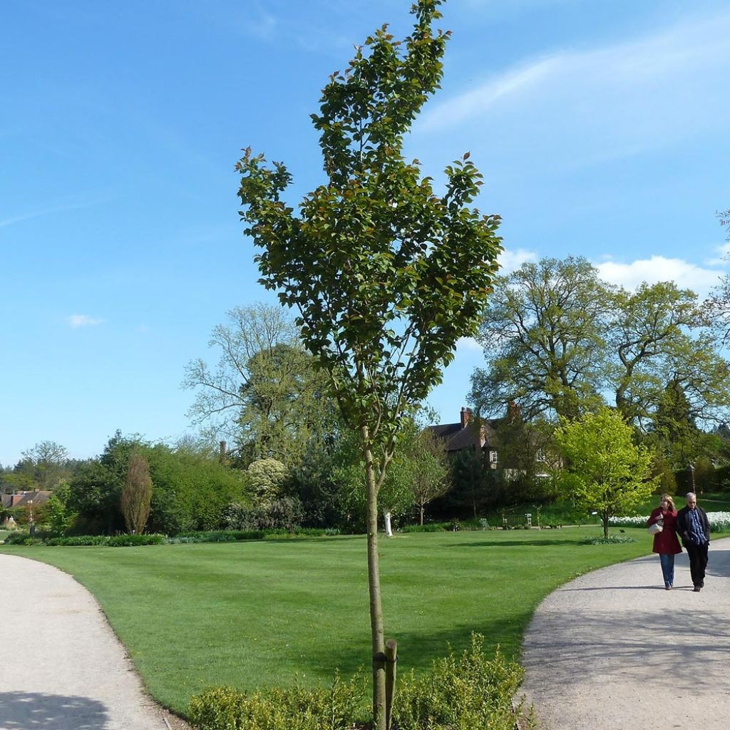 Prunus hillieri Spire