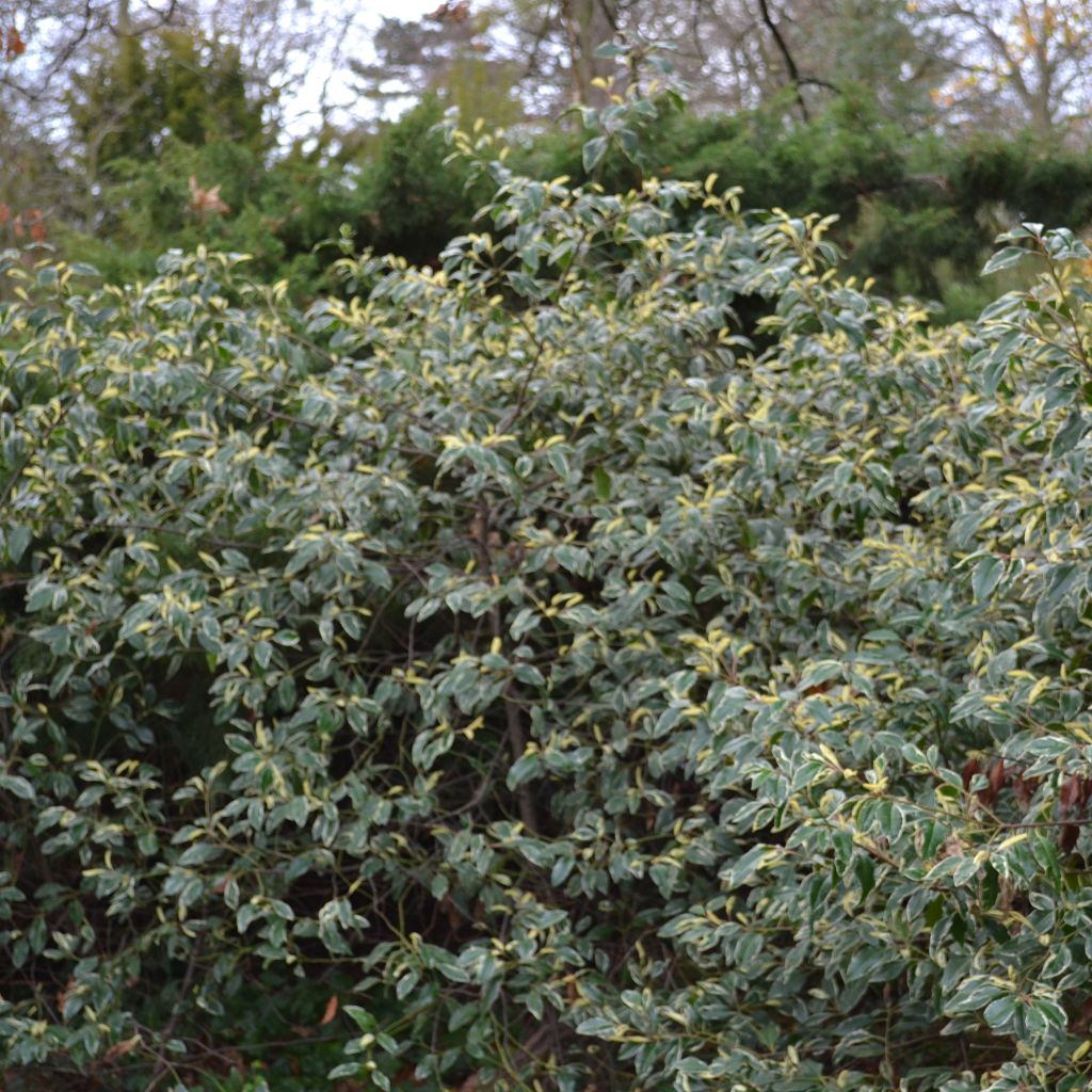 Laurel portugués Variegata - Prunus lusitanica