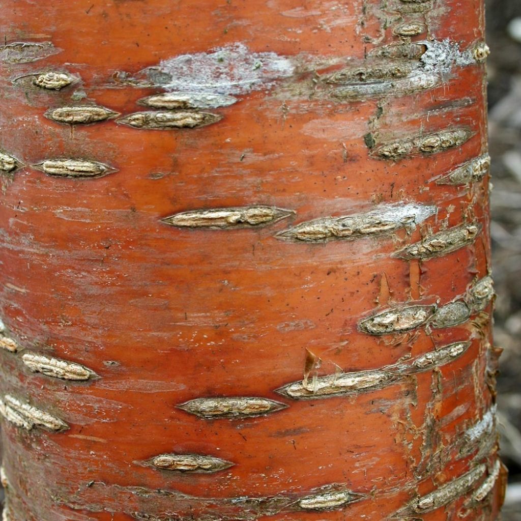 Prunus maackii Amber Beauty - Cerezo de Manchuria