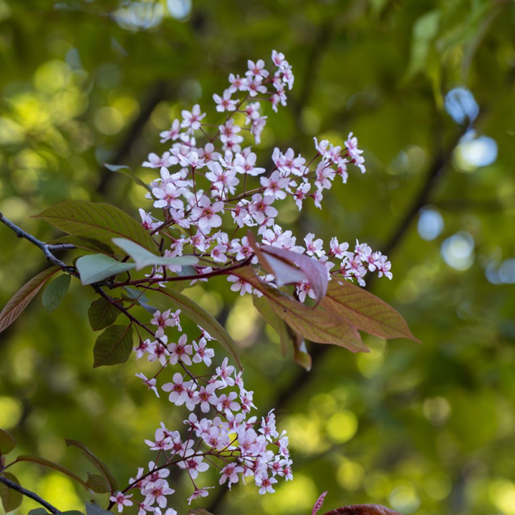 Prunus padus Colorata - Cerezo de racimos