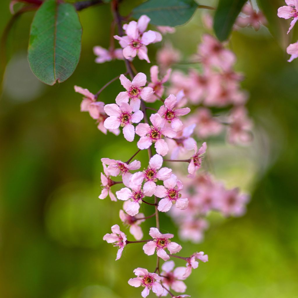 Prunus padus Colorata - Cerezo de racimos