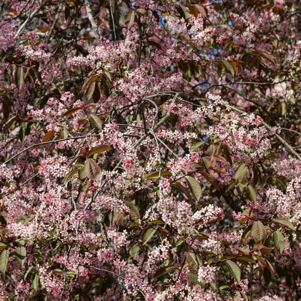 Prunus padus Colorata - Cerezo de racimos