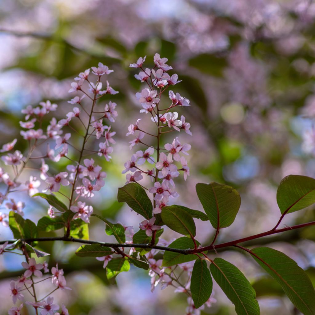 Prunus padus Colorata - Cerezo de racimos