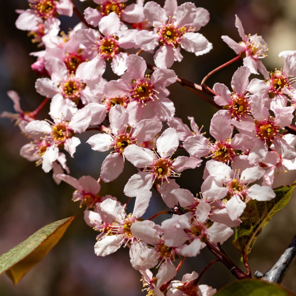 Prunus padus Colorata - Cerezo de racimos