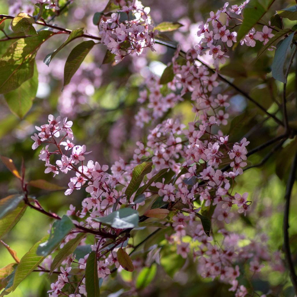 Prunus padus Colorata - Cerezo de racimos