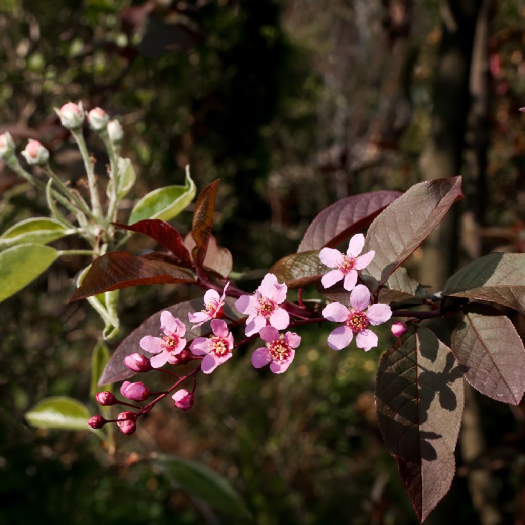 Prunus padus Colorata - Cerezo de racimos
