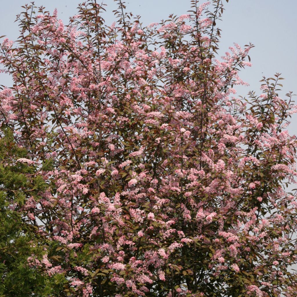 Prunus padus Colorata - Cerezo de racimos
