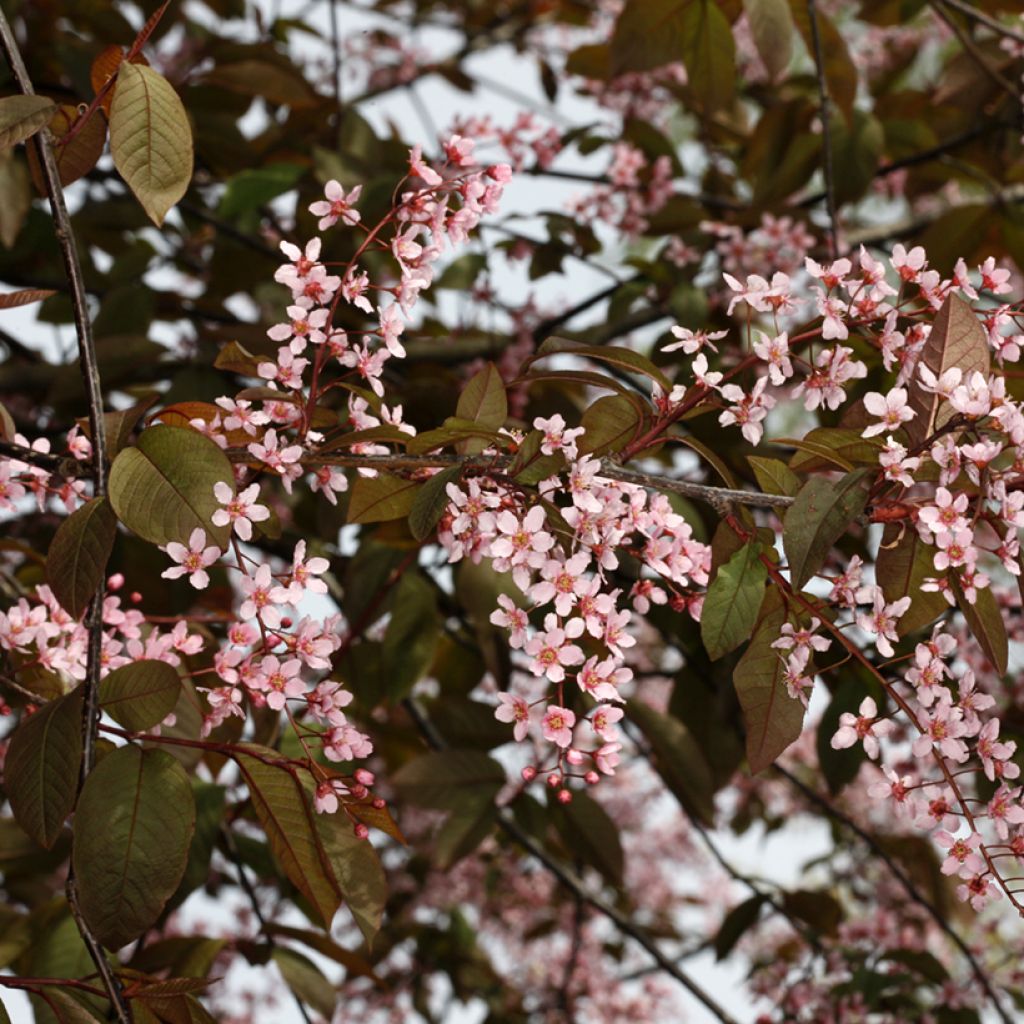 Prunus padus Colorata - Cerezo de racimos