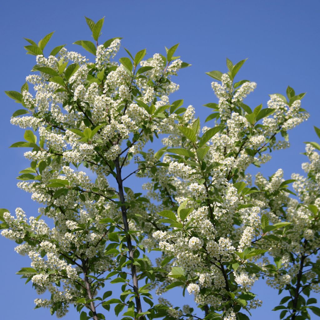 Prunus padus Nana - Cerezo de racimos
