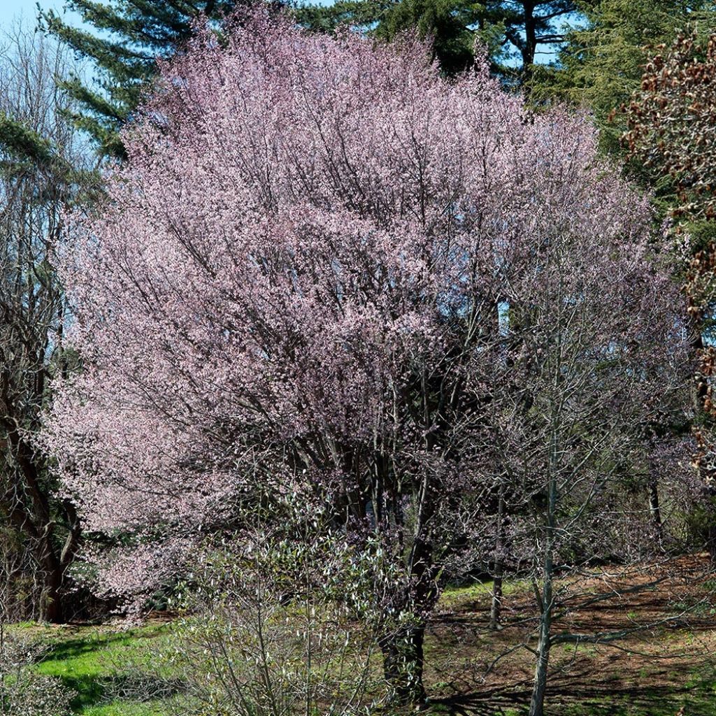 Prunus sargentii - Cerezo japonés