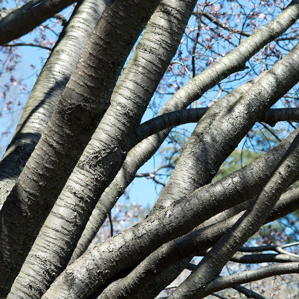 Prunus sargentii - Cerezo japonés