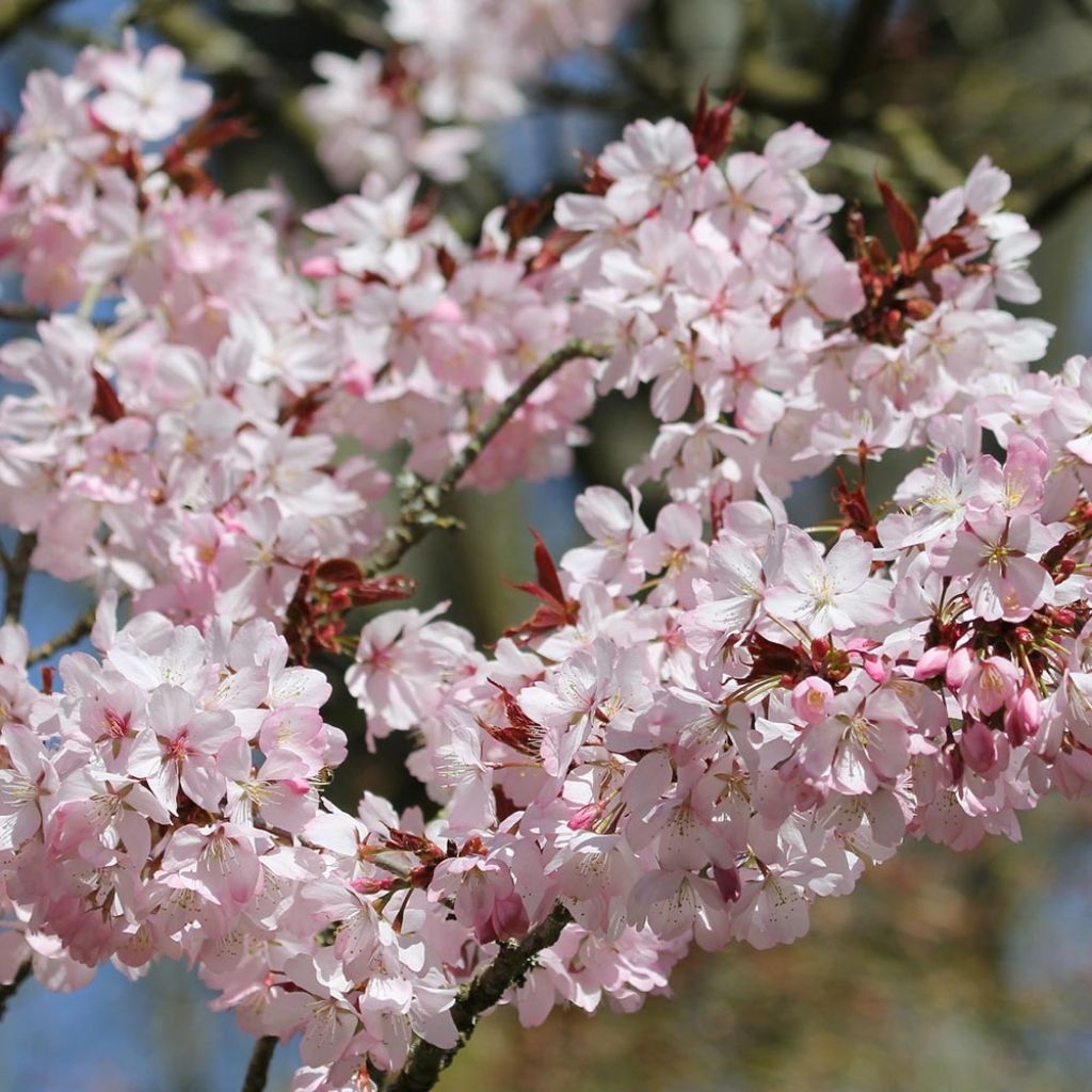 Prunus sargentii - Cerezo japonés