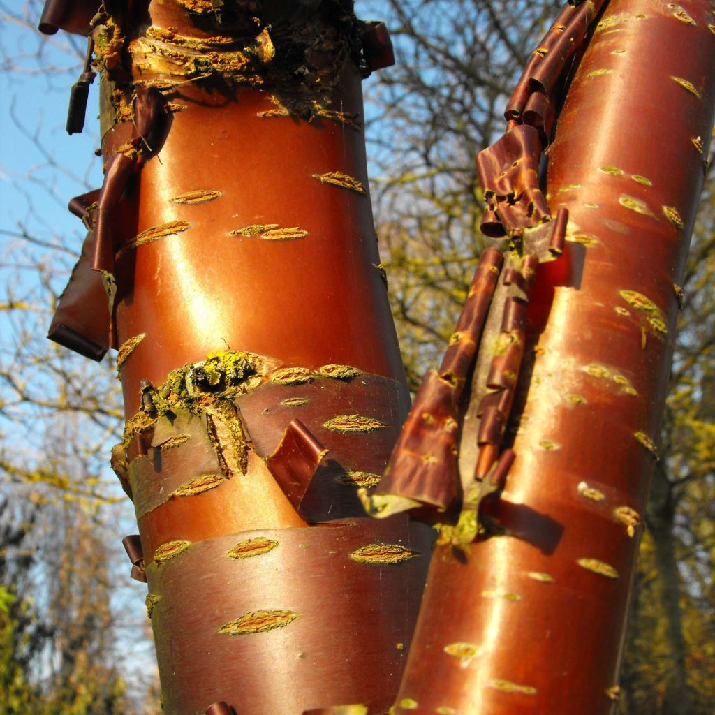 Prunus serrula Amber Scots