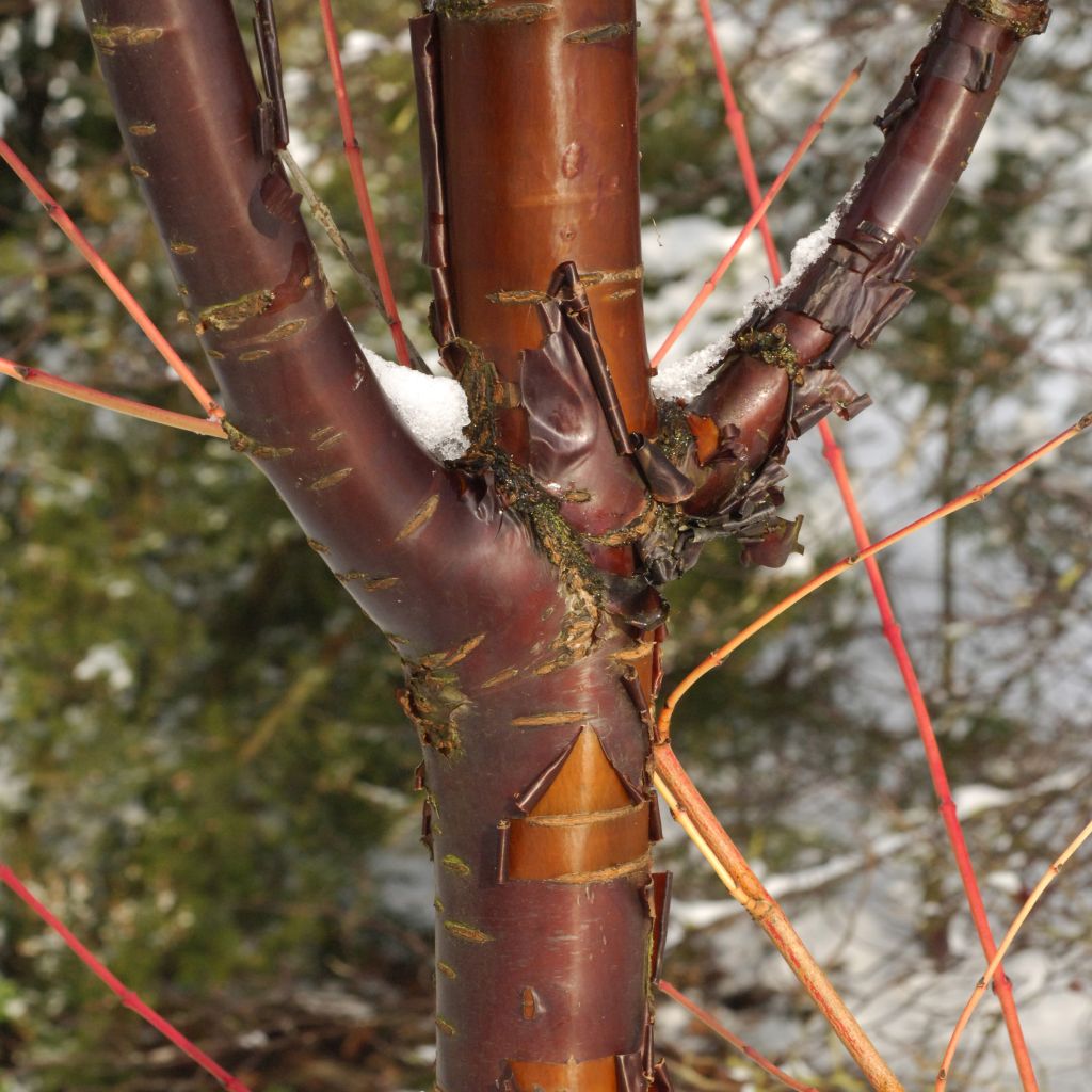 Prunus serrula Amber Scots