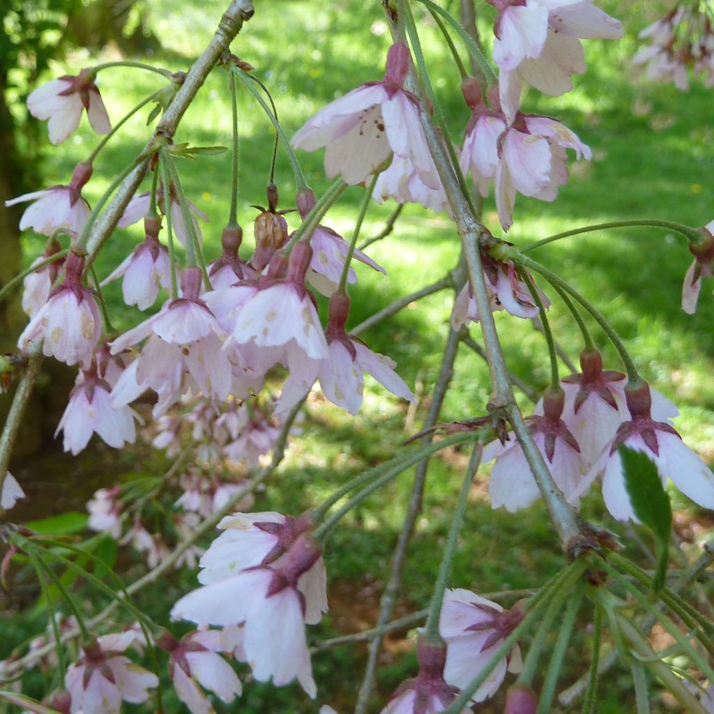 Cerezo de flor subhirtella Pendula Rubra