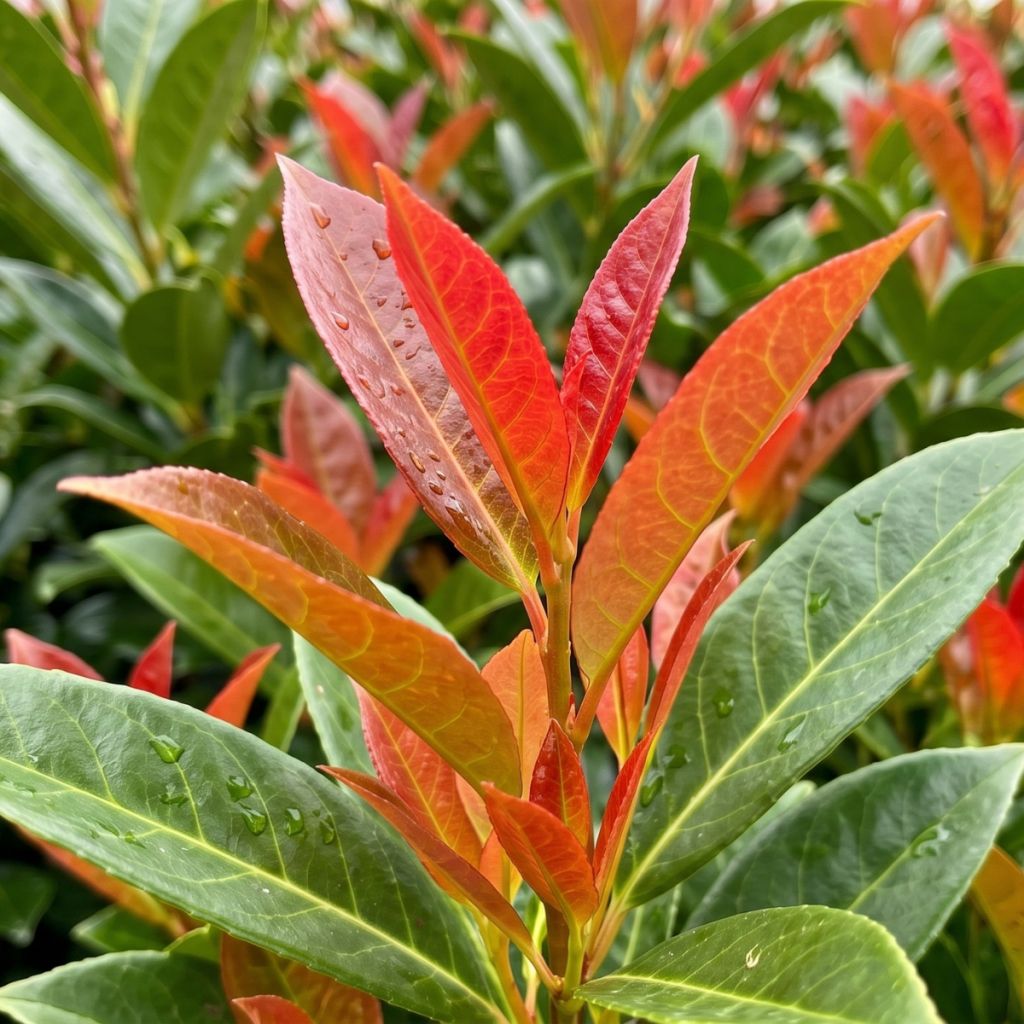 Prunus laurocerasus On Fire - Laurel cerezo