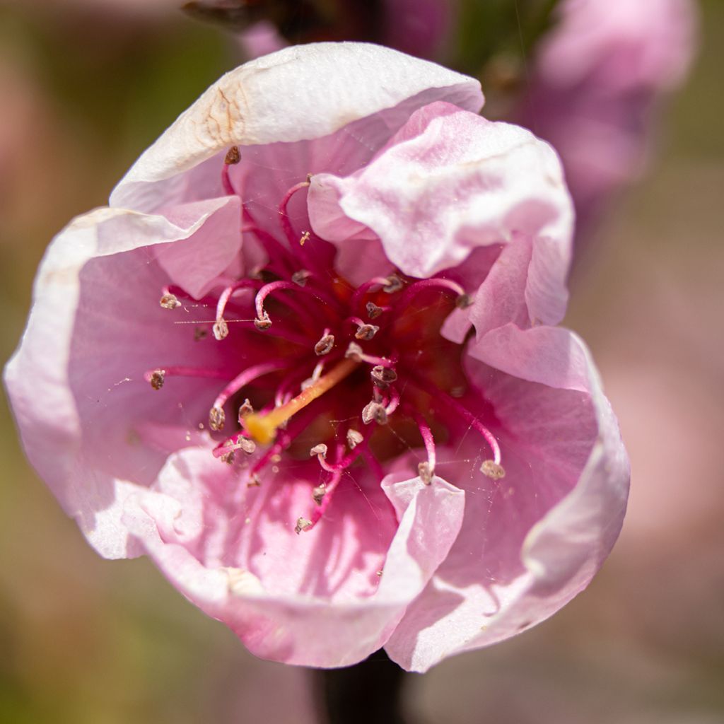 Prunus persica Melred Weeping