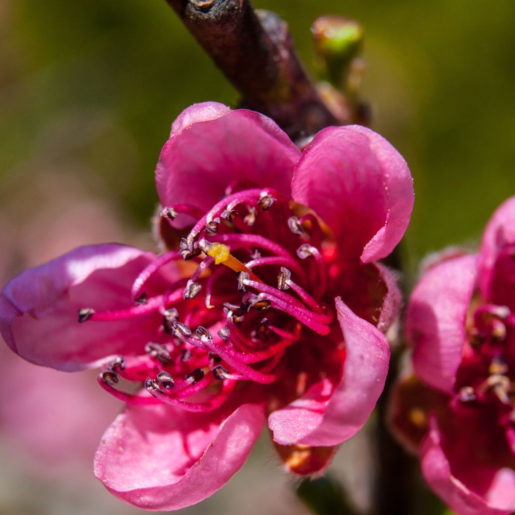 Prunus persica Melred Weeping