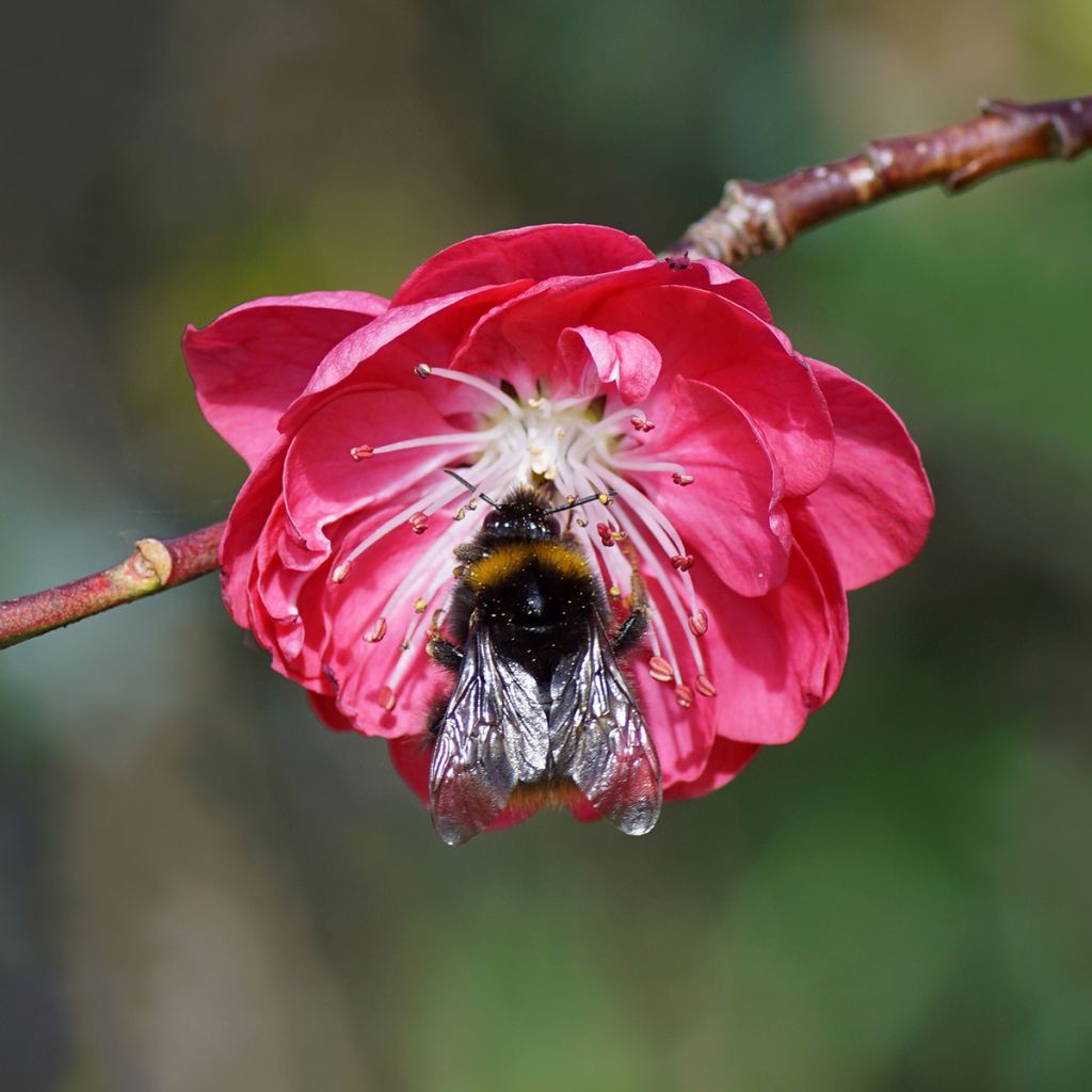 Prunus persica Melred Weeping