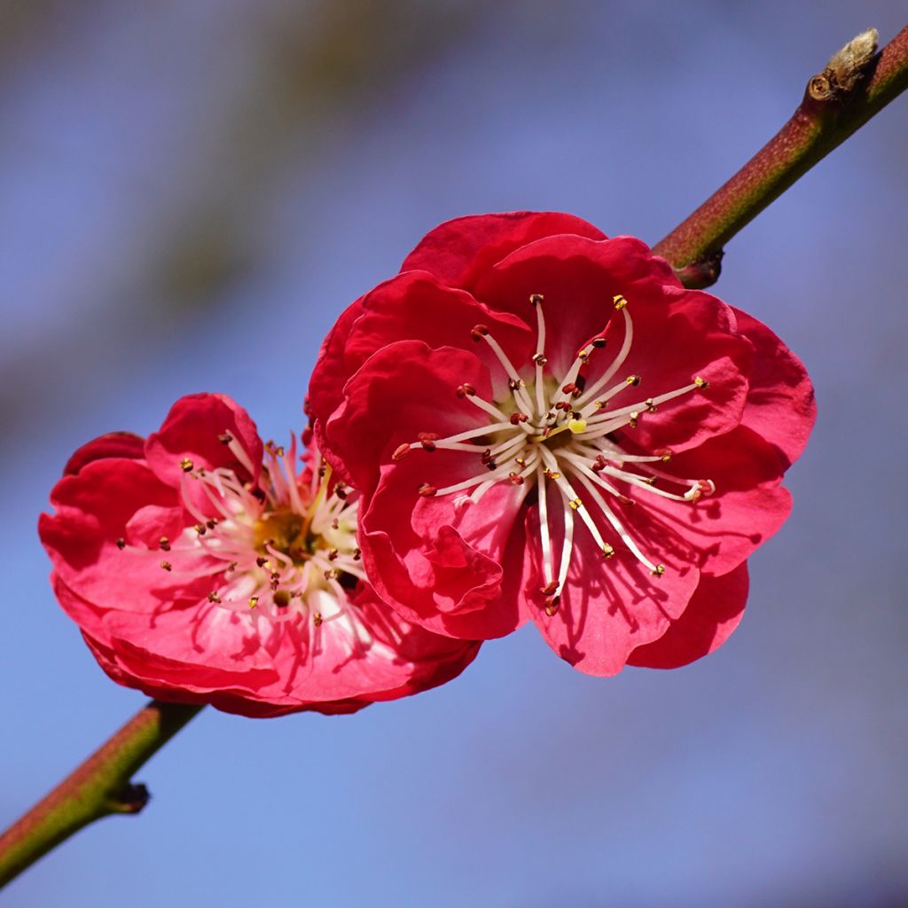 Prunus persica Melred Weeping