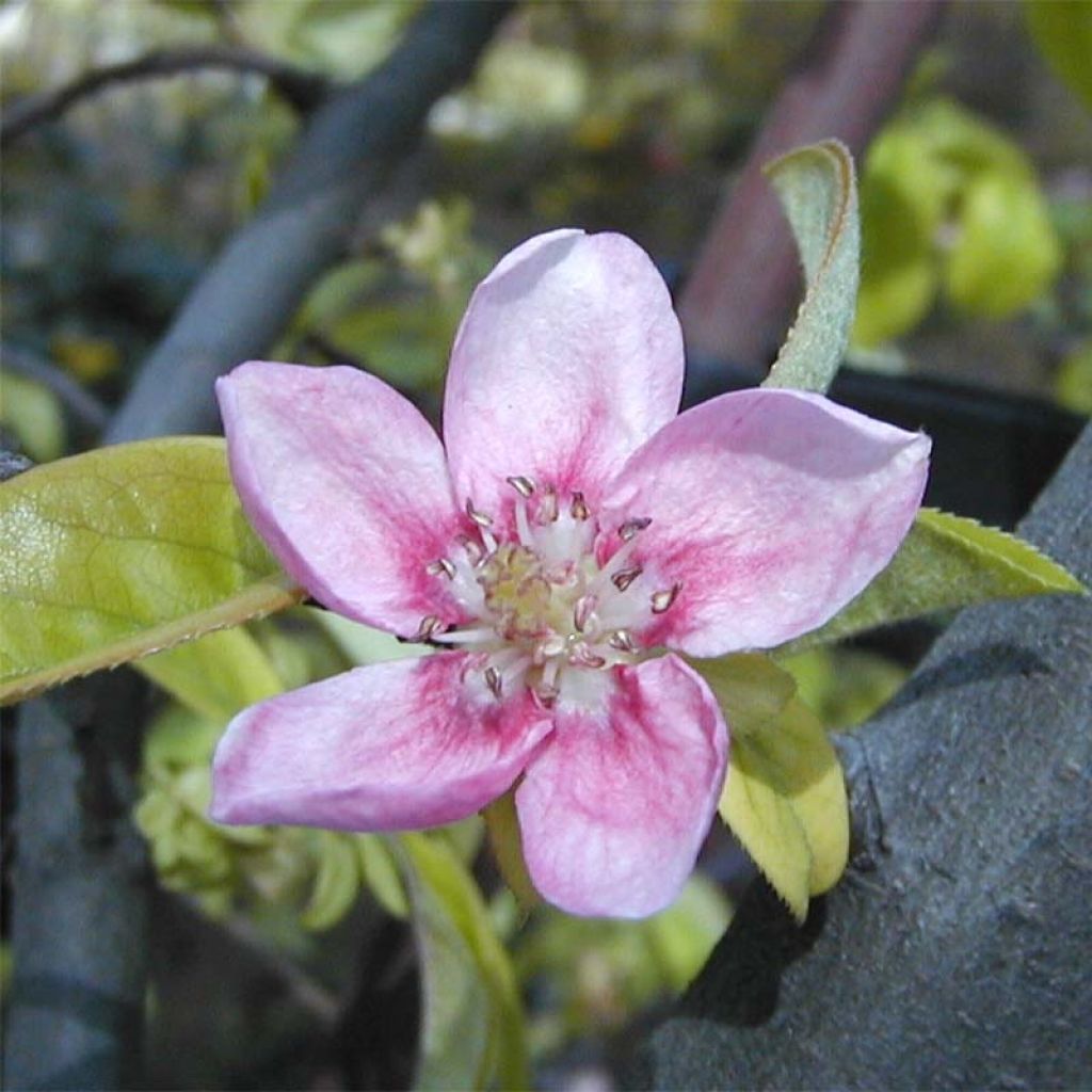 Pseudocydonia sinensis - Membrillero de China