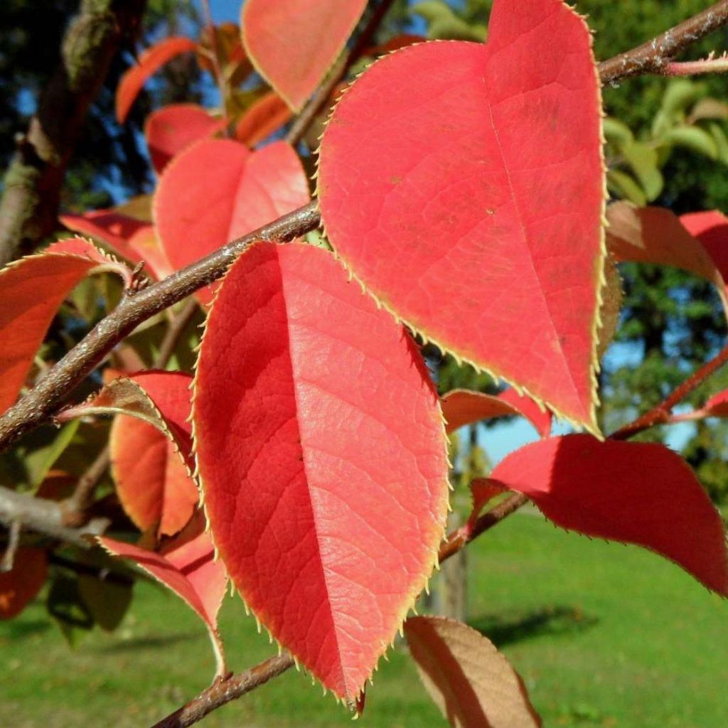 Pseudocydonia sinensis - Membrillero de China
