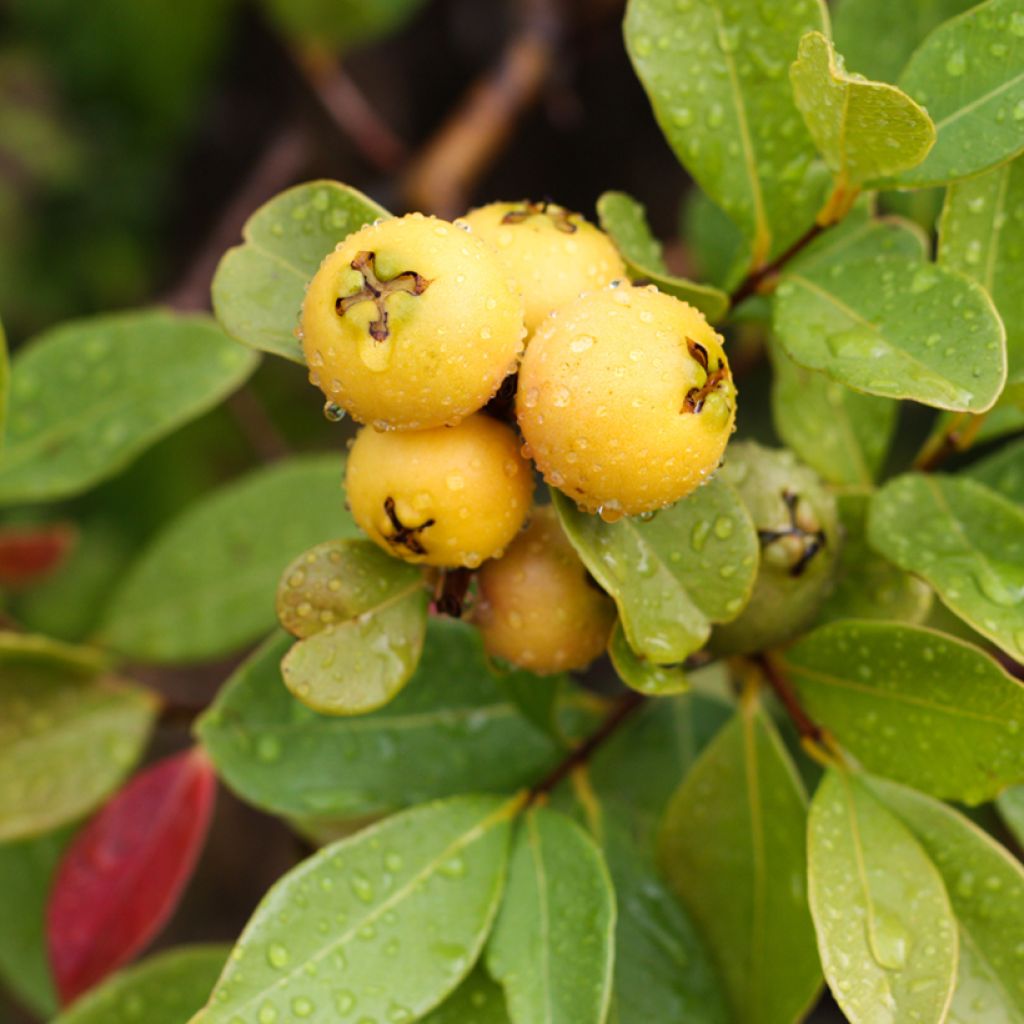Psidium cattleyanum f. lucidum  - Strawberry guava, Cattley guava, Cherry guava