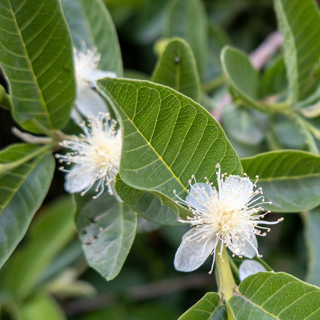 Guayabo Limon - Psidium guajava