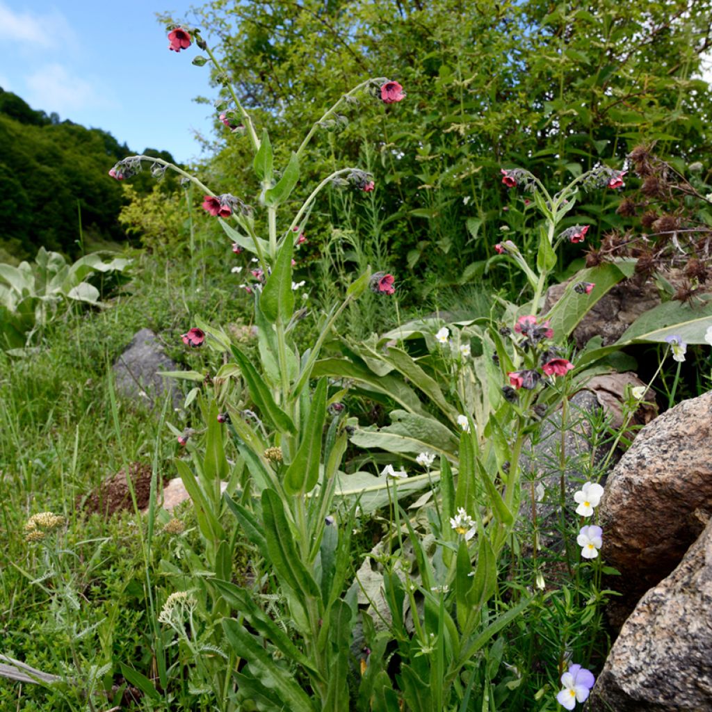 Pulmonaria rubra