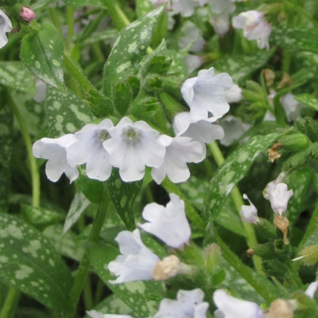 Pulmonaria Opal
