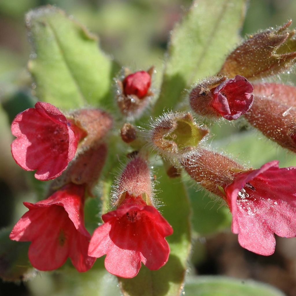 Pulmonaria rubra