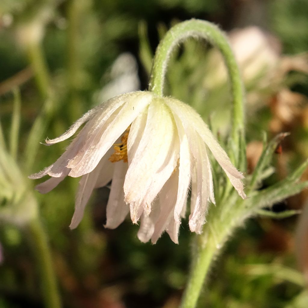 Pulsatilla vulgaris Papageno - Pulsatilla común