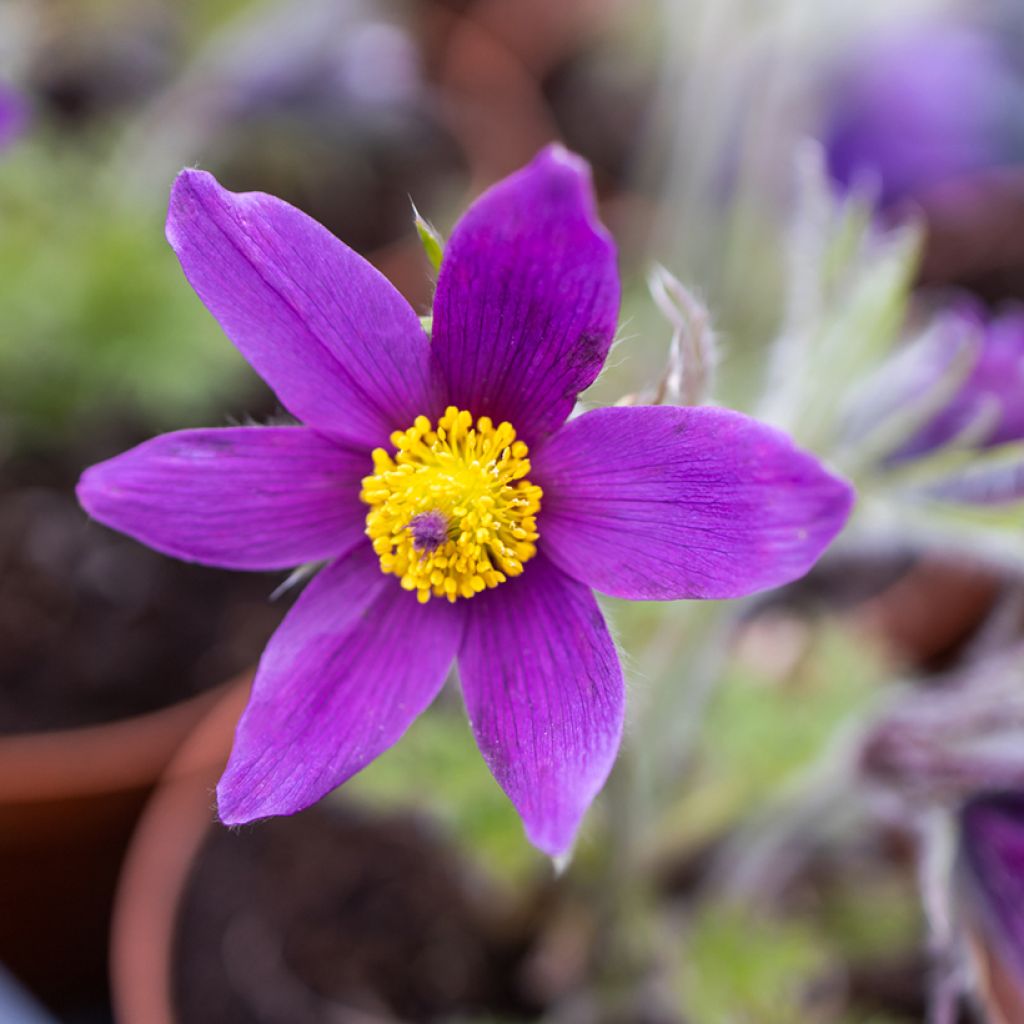 Pulsatilla vulgaris Violet - Pulsatilla común