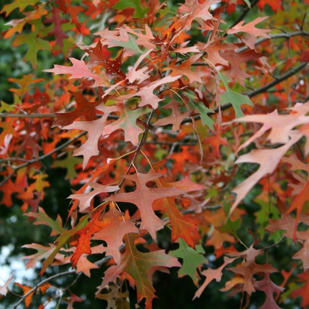 Quercus palustris Isabel - Roble de los pantanos