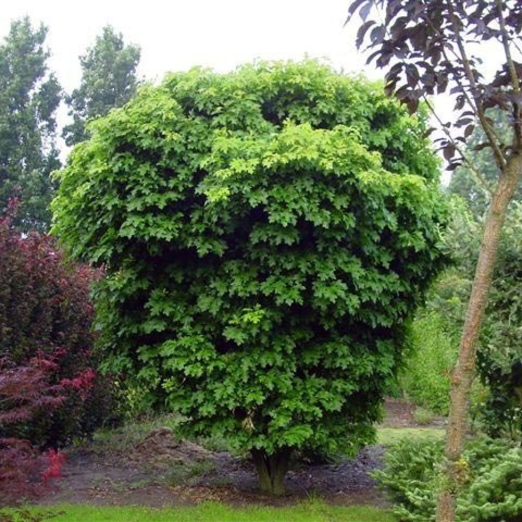 Quercus palustris Isabel - Roble de los pantanos