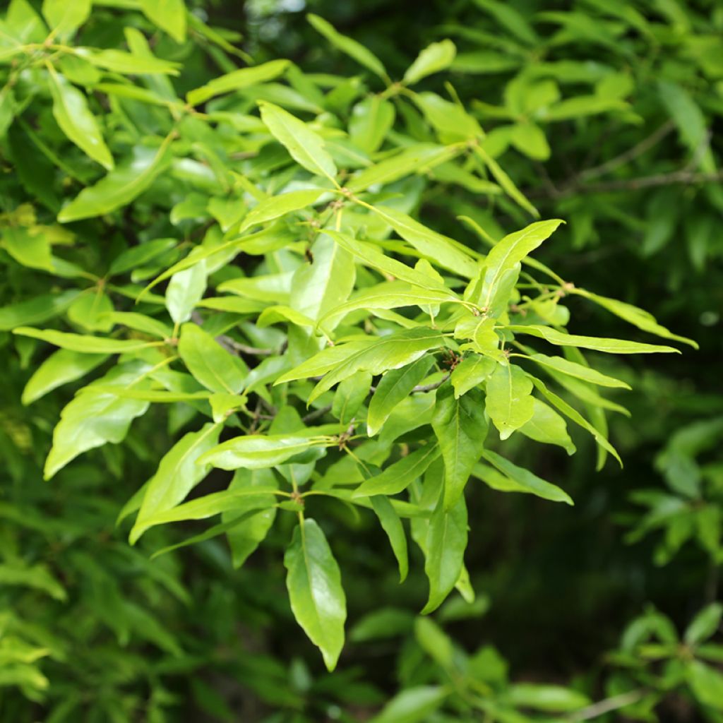 Quercus petraea Mespilifolia - Roble albar