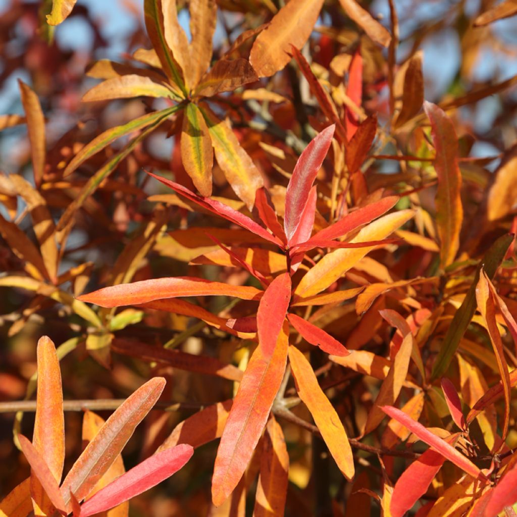 Quercus phellos