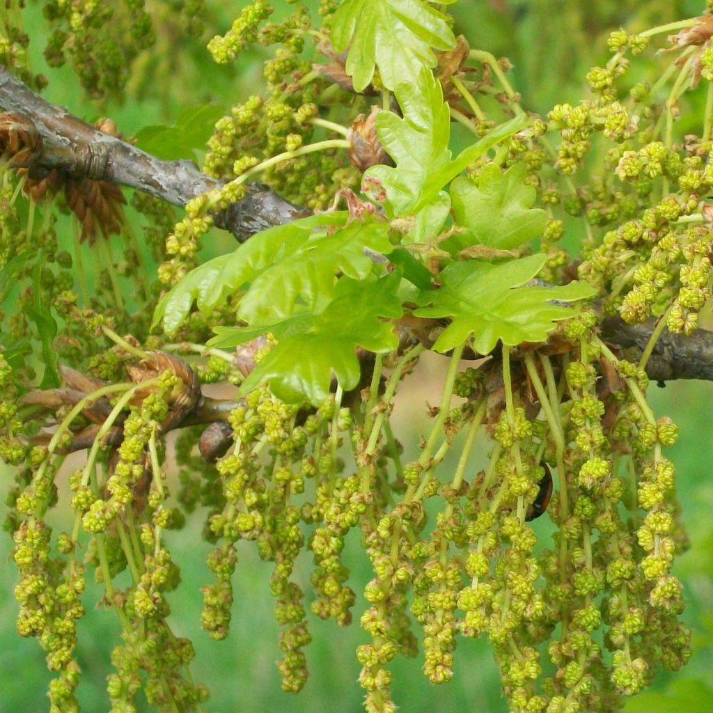 Roble común - Quercus robur