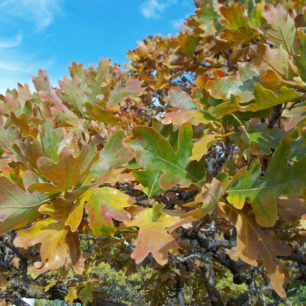 Roble común - Quercus robur