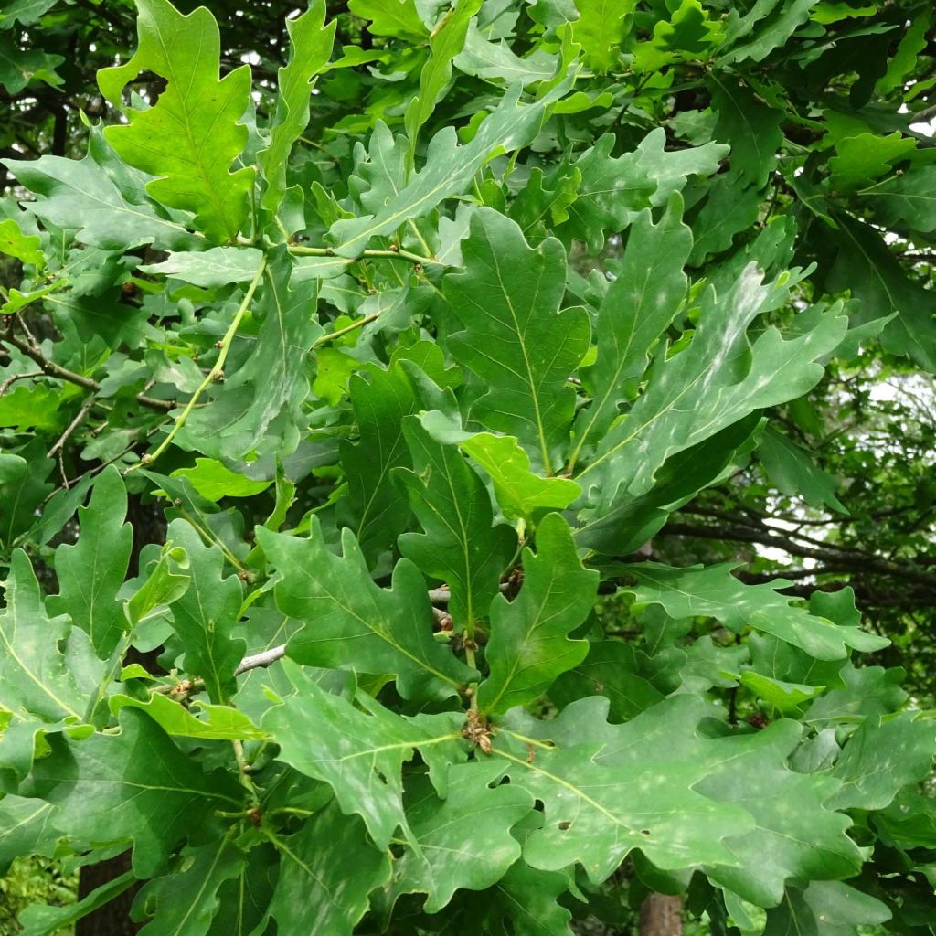 Roble común - Quercus robur