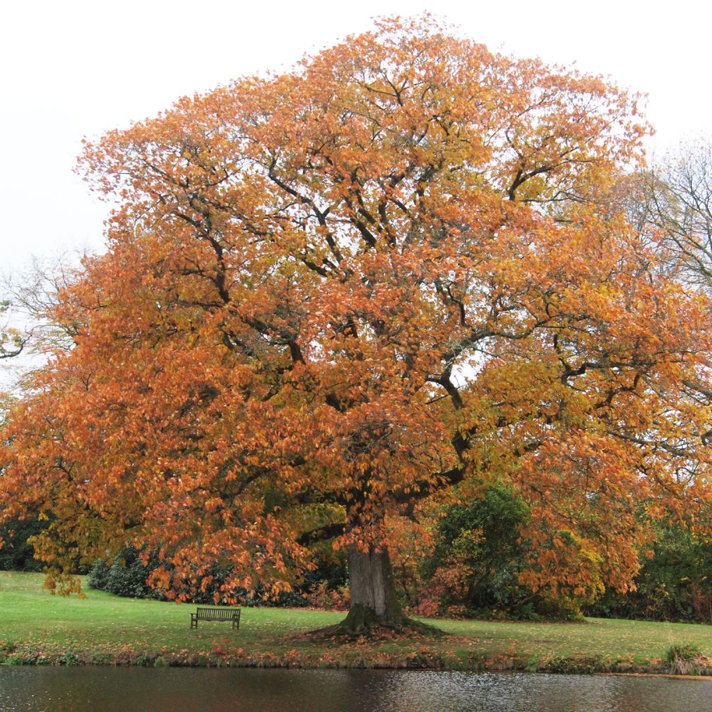 Quercus rubra - Roble americano