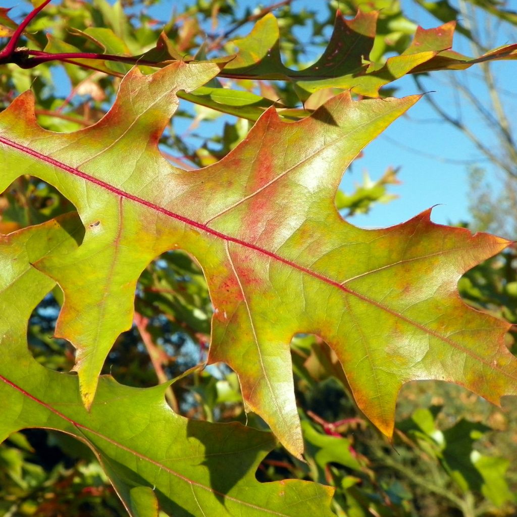 Quercus rubra - Roble americano