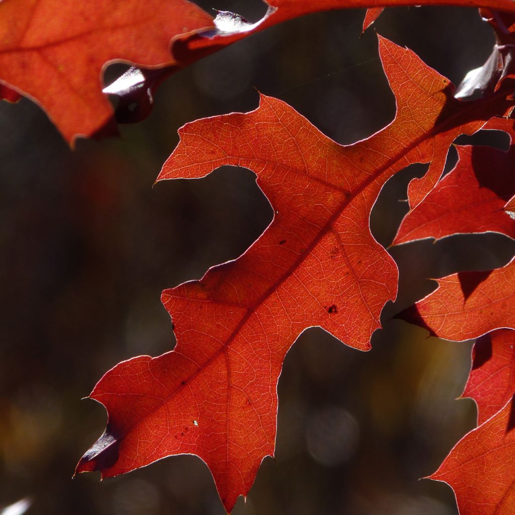 Quercus rubra - Roble americano