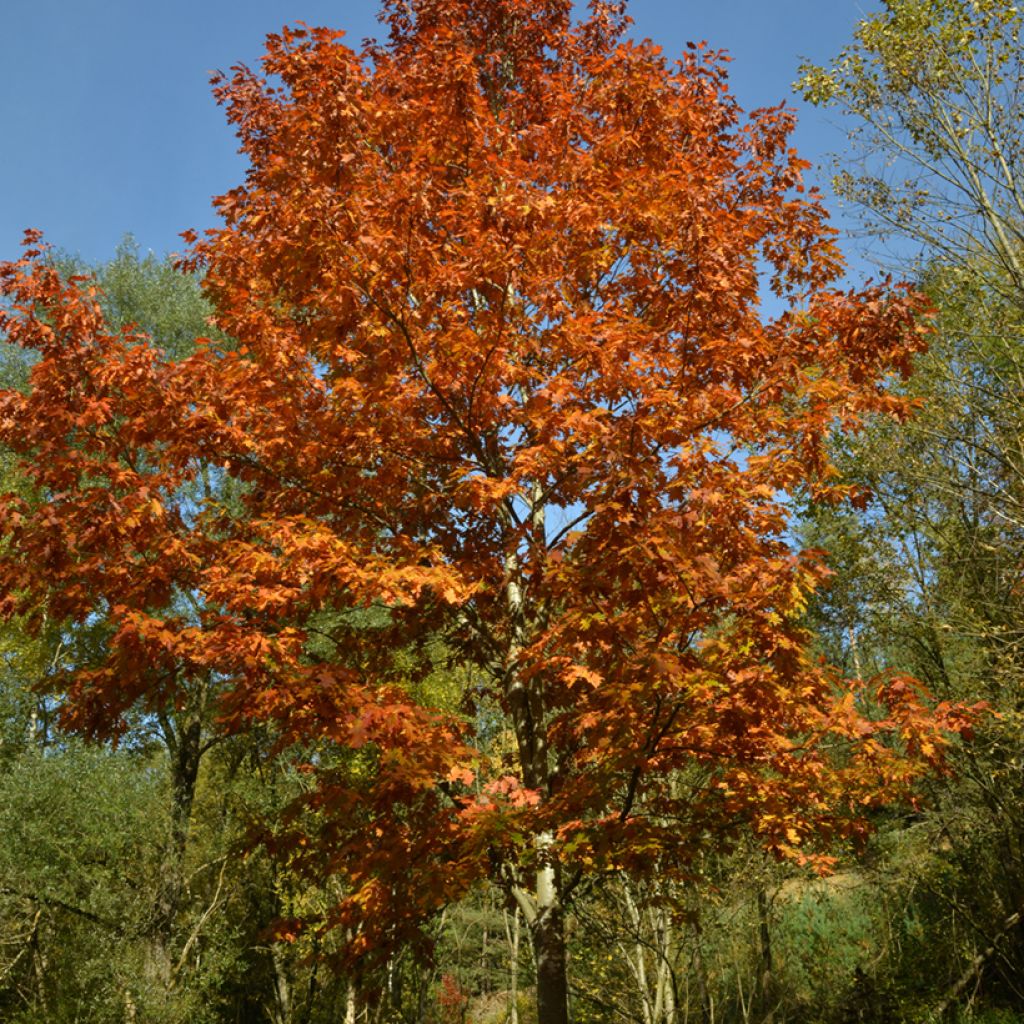 Quercus rubra - Roble americano