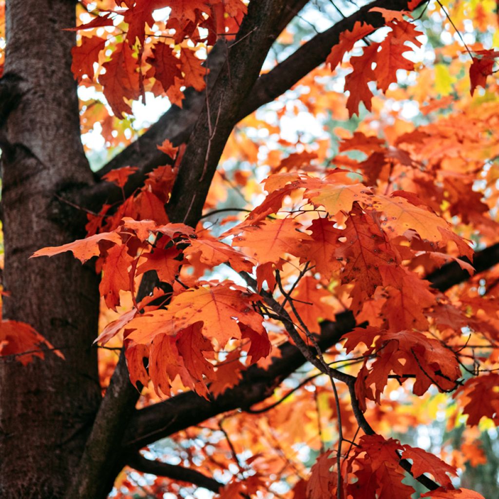 Quercus rubra - Roble americano