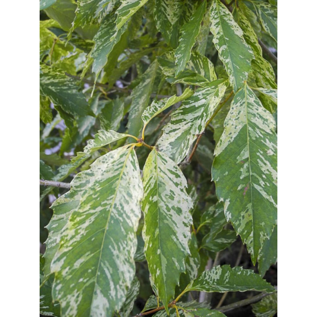 Quercus serrata Ishii - Roble 