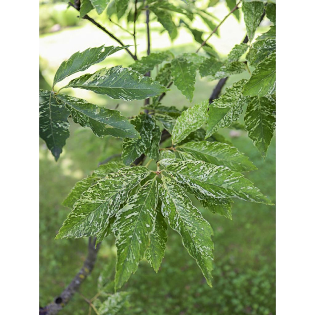 Quercus serrata Ishii - Roble 