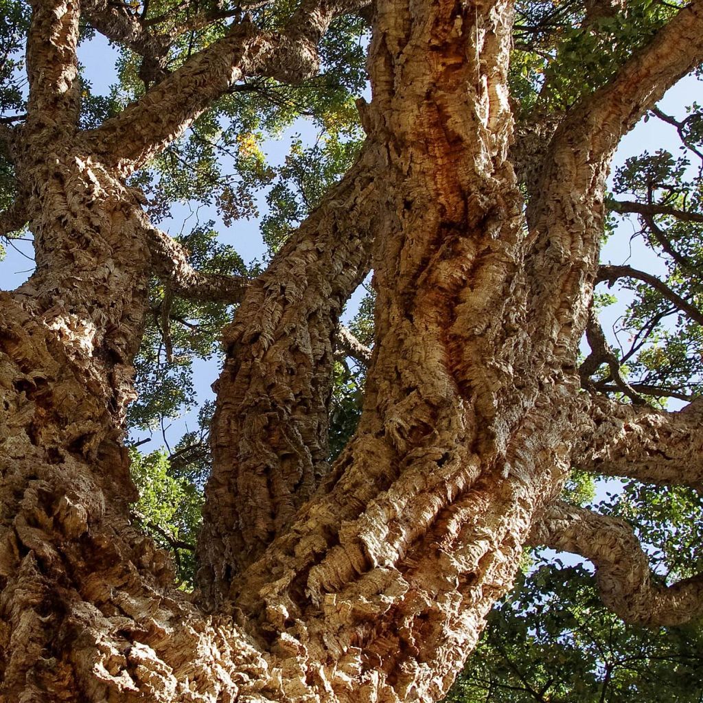 Quercus suber - Alcornoque