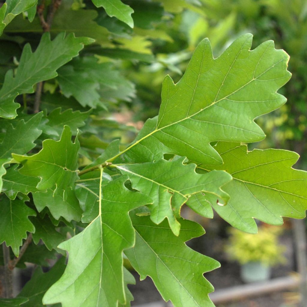 Quercus x warei Nadler Kindred Spirit